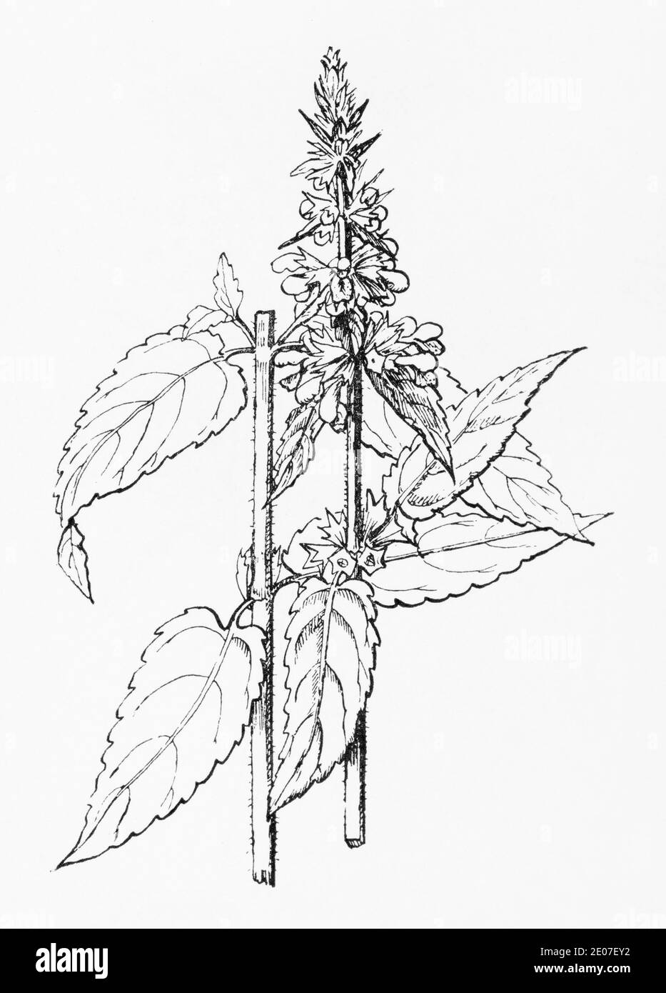 Alte botanische Illustration Gravur von Hybrid Woundwort / Stachys ambigua. Siehe Hinweise Stockfoto