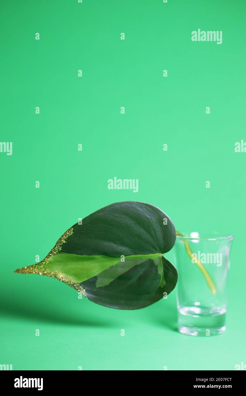 Stillleben von philodendron 'brasil' Blatt mit goldenem Glitter. Stockfoto