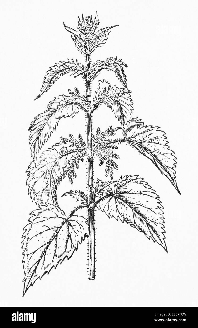 Alte botanische Illustration Gravur von Brennnessel / Urtica dioica. Traditionelle Heilkräuter Pflanze. Siehe Hinweise Stockfoto