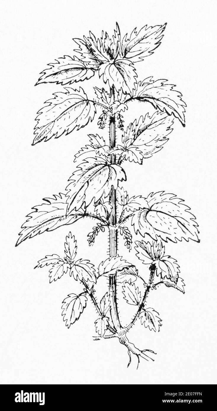 Alte botanische Illustration Gravur von kleine Brennnessel / Urtica urens. Traditionelle Heilkräuter Pflanze. Siehe Hinweise Stockfoto