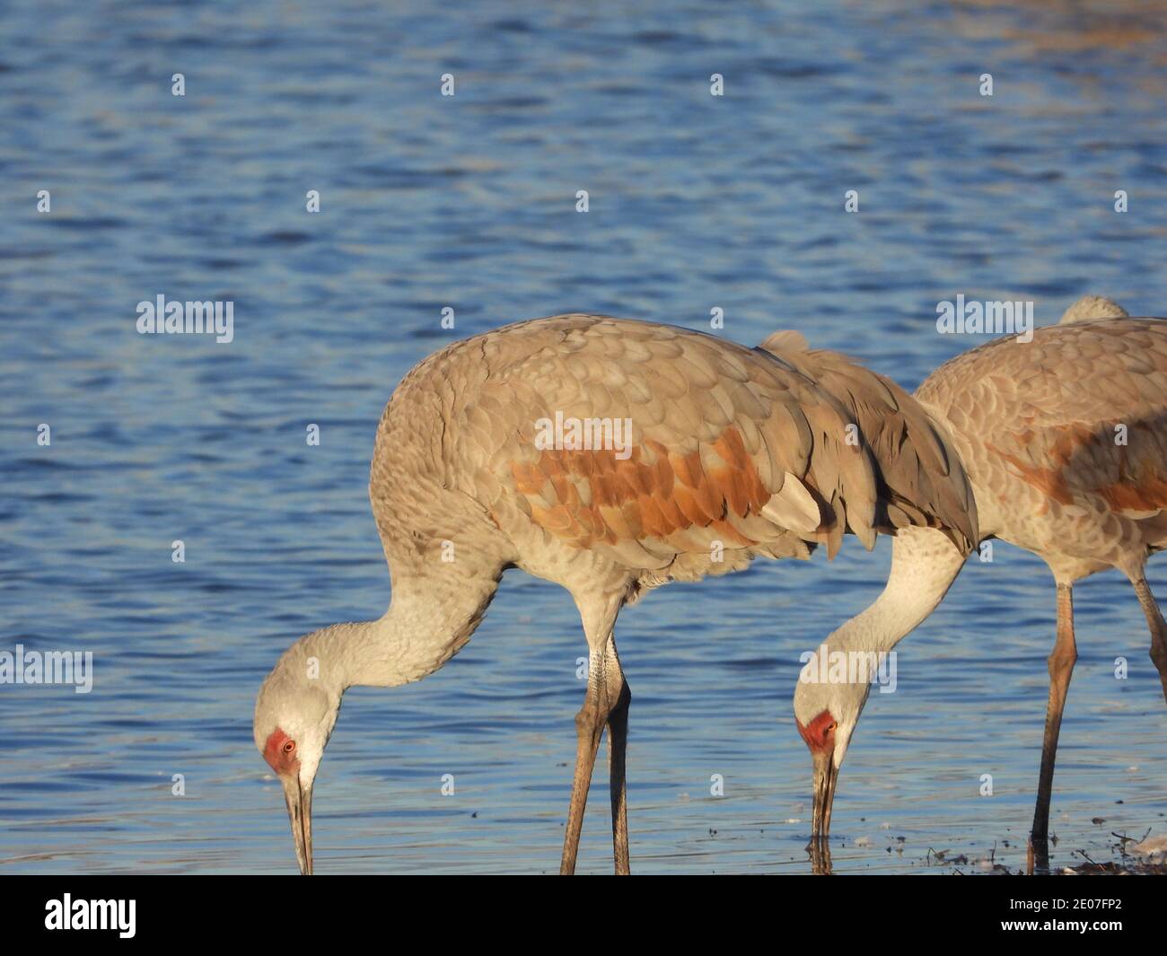 Sandhill Cranes bei Whitewater Draw - P1000 Stockfoto