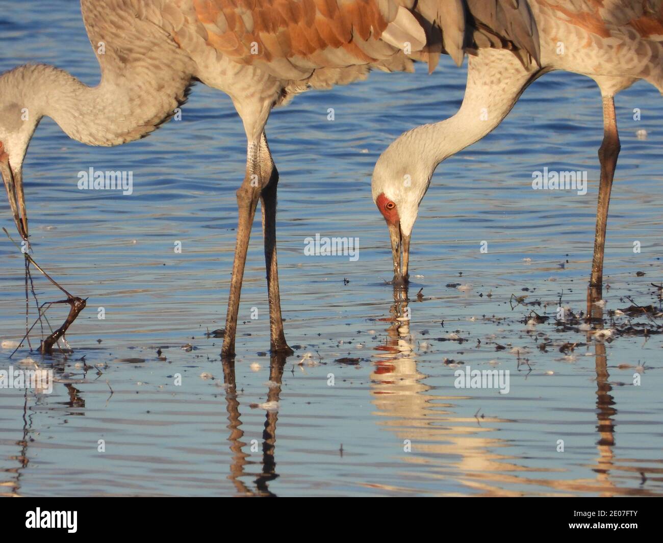 Sandhill Cranes bei Whitewater Draw - P1000 Stockfoto