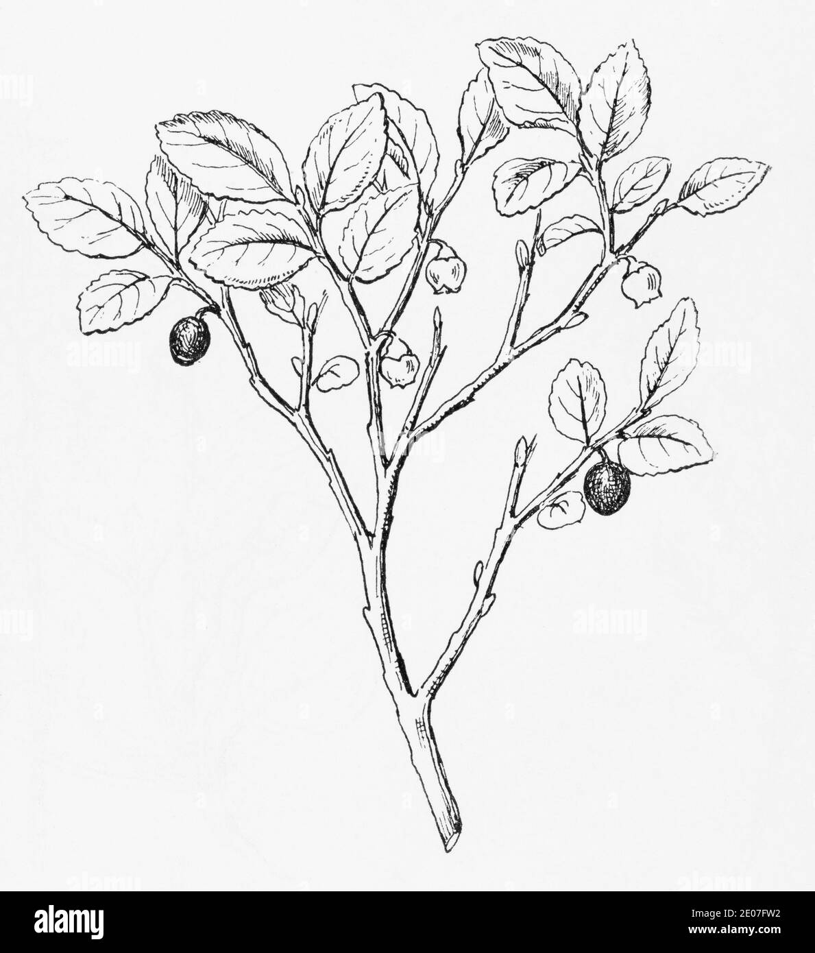 Alte botanische Illustration Gravur von Heidelbeere, Wortleberry / Vaccinium myrtillus. Traditionelle Heilkräuter Pflanze. Siehe Hinweise Stockfoto