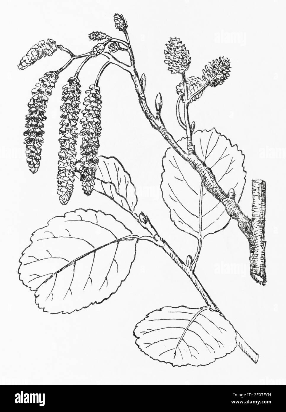 Alte botanische Illustration Gravur von Alder / Alnus glutinosa. Traditionelle Heilkräuter Pflanze. Siehe Hinweise Stockfoto