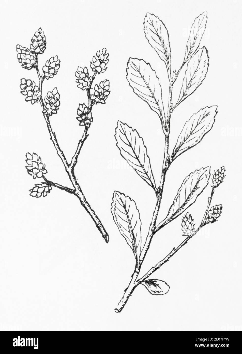 Alte botanische Illustration Gravur von Moor Myrtle, Sweet Gale / Myrica Gale. Traditionelle Heilkräuter Pflanze. Siehe Hinweise Stockfoto