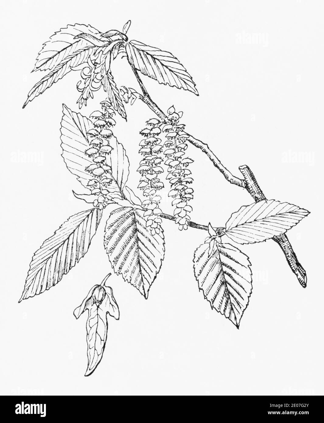 Alte botanische Illustration Gravur von Hainbuche / Carpinus betulus. Traditionelle Heilkräuter Pflanze. Siehe Hinweise Stockfoto