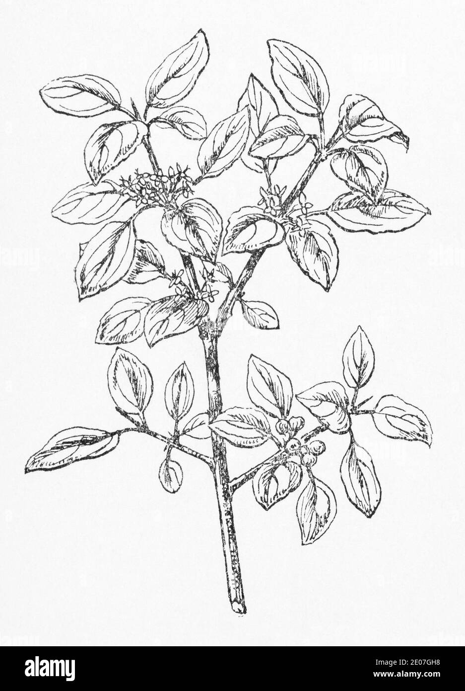Alte botanische Illustration Gravur von Purging Buckthorn / Rhamnus cathartica, Rhamnus catharticus. Traditionelle Heilkräuter Pflanze. Siehe Hinweise Stockfoto