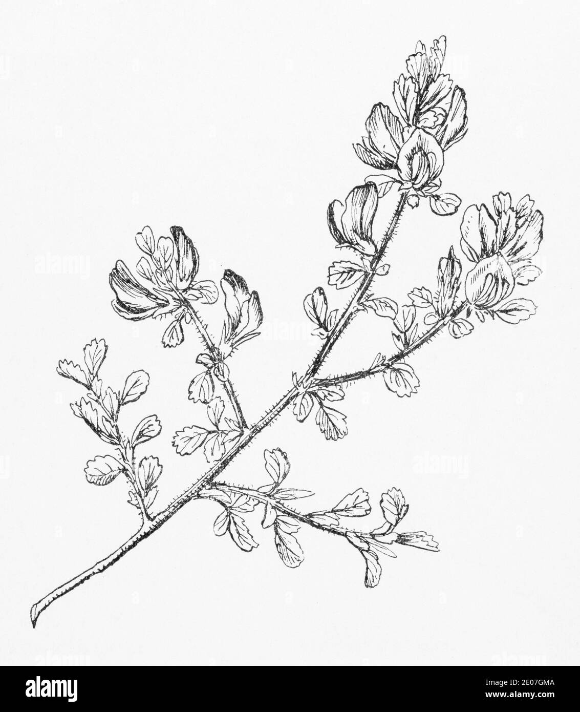 Alte botanische Illustration Gravur von Rest Harrow / Ononis repens, Ononis spinosa subsp. Traditionelle Heilkräuter Pflanze. Siehe Hinweise Stockfoto