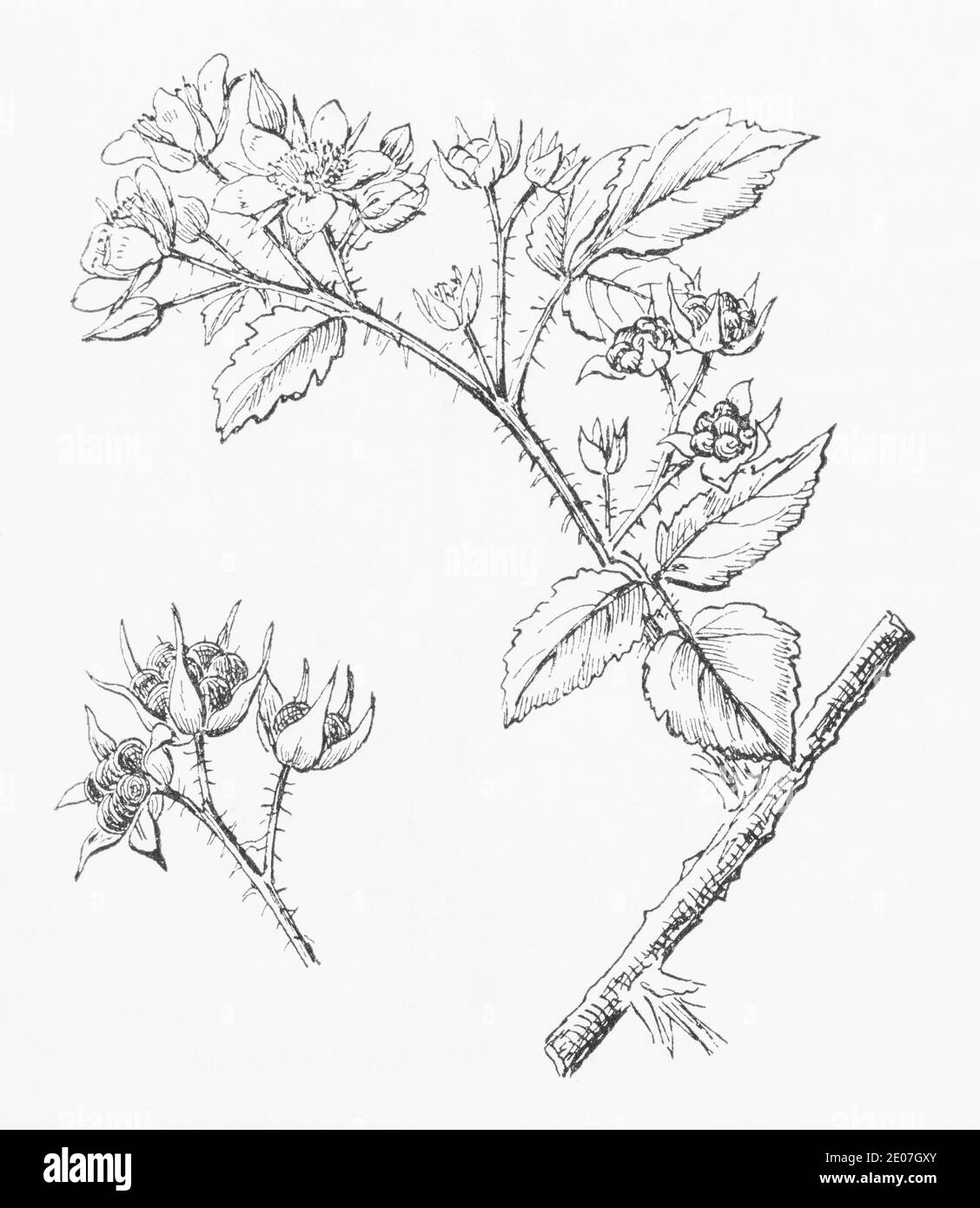 Alte botanische Illustration Gravur von Dewberry / Rubus caesius. Traditionelle Heilkräuter Pflanze. Siehe Hinweise Stockfoto