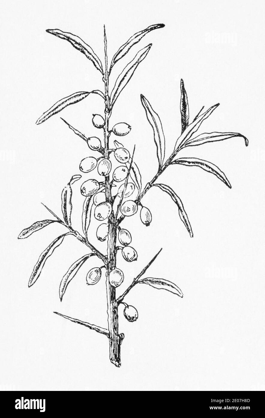 Alte botanische Illustration Gravur von Sanddorn / Hippophae rhamnoides. Traditionelle Heilkräuter Pflanze. Siehe Hinweise Stockfoto