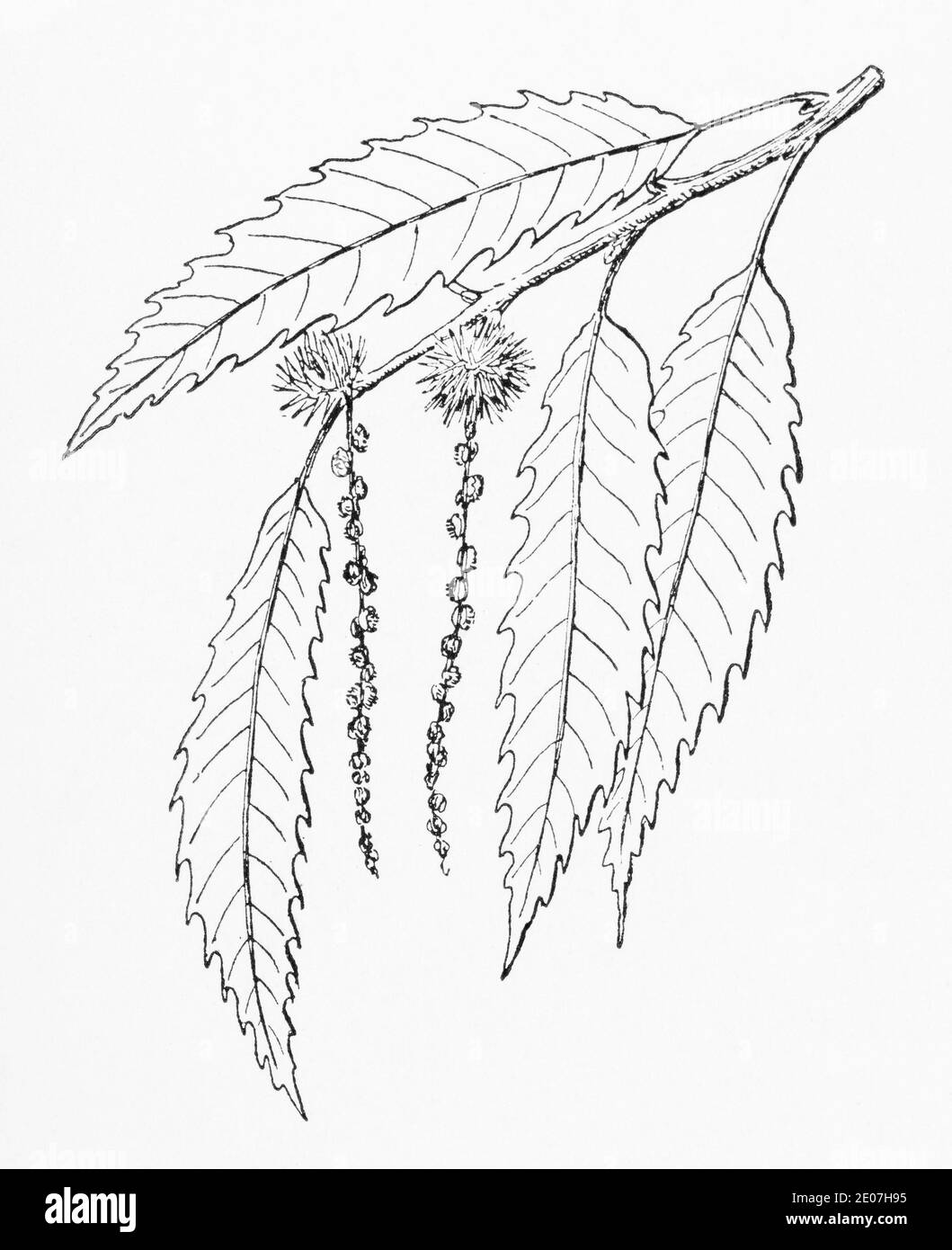 Alte botanische Illustration Gravur von Sweet Chestnut / Castanea sativa. Siehe Hinweise Stockfoto