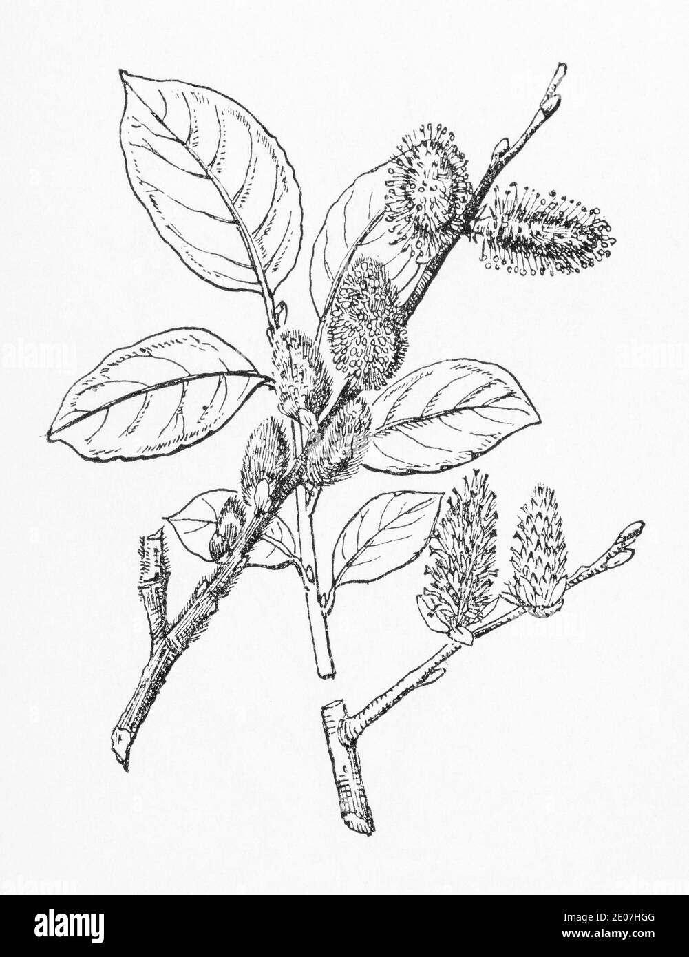 Alte botanische Illustration Gravur von Ziegenweide / Salix caprea. Traditionelle Heilkräuter Pflanze. Siehe Hinweise Stockfoto