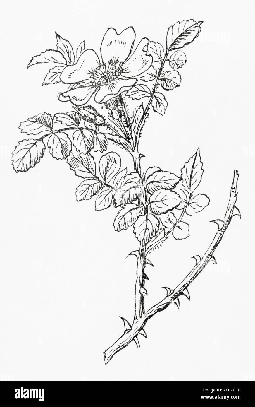 Alte botanische Illustration Gravur von Sweetbriar / Rosa rubiginosa, Rosa eglanteria. Siehe Hinweise Stockfoto