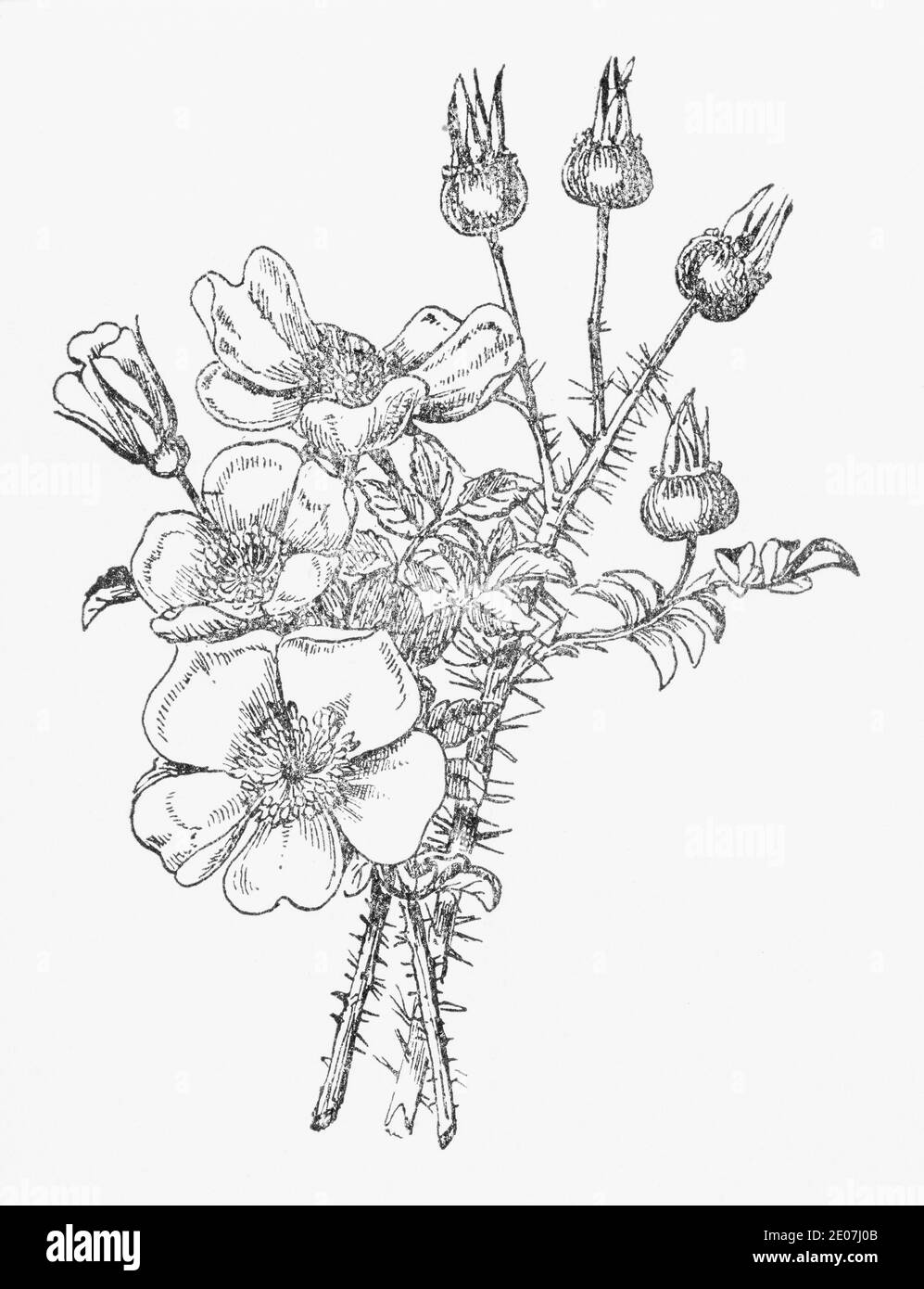 Alte botanische Illustration Gravur von Burnett Rose / Rosa spinosissima, Rosa pimpinellifolia. Siehe Hinweise Stockfoto