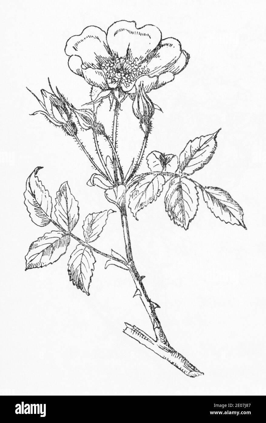 Alte botanische Illustration Gravur von Rosa arvensis / Feldrose. Siehe Hinweise Stockfoto