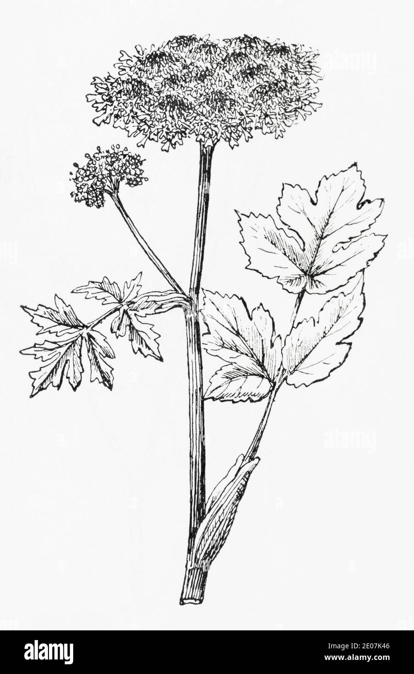 Alte botanische Illustration Gravur von Hogweed / Heracleum sphondylium. Zeichnungen von britischen Umbelliferen. Siehe Hinweise Stockfoto
