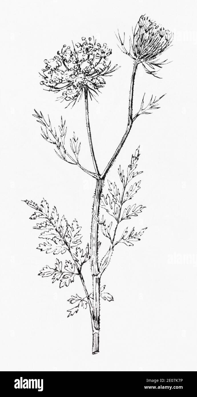 Alte botanische Illustration Gravur von Wilde Karotte / Daucus carota. Zeichnungen von britischen Umbelliferen. Siehe Hinweise Stockfoto
