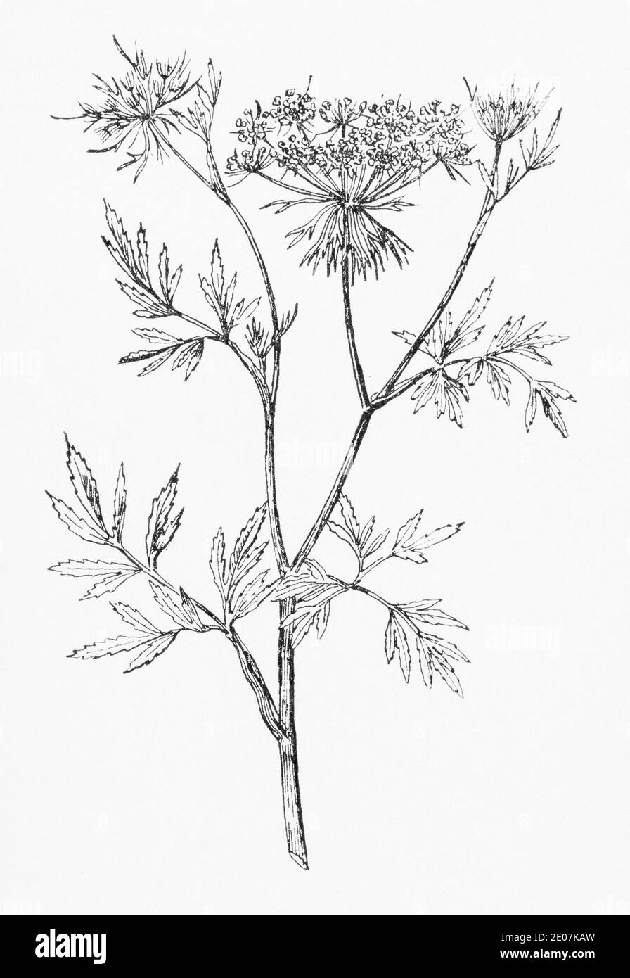 Alte botanische Illustration Gravur von Great Ammi, große Bullwort / Ammi majus. Zeichnungen von britischen Umbelliferen. Traditionelle Kräuterpflanze. Siehe Hinweise Stockfoto