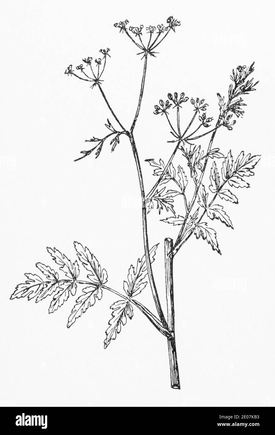 Alte botanische Illustration Gravur von Steinsilie / Sison amomum. Zeichnungen von britischen Umbelliferen. Traditionelle Heilkräuter Pflanze. Siehe Hinweise Stockfoto