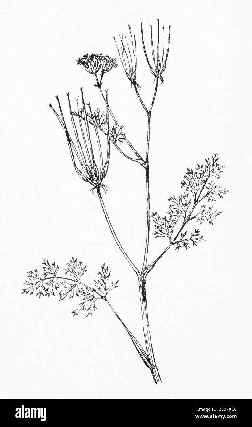 Alte botanische Illustration Gravur von Shepherds Needle / Scandix pecten-veneris. Zeichnungen von britischen Umbelliferen. Gelegentliche Kräuterpflanze. Siehe Hinweise Stockfoto