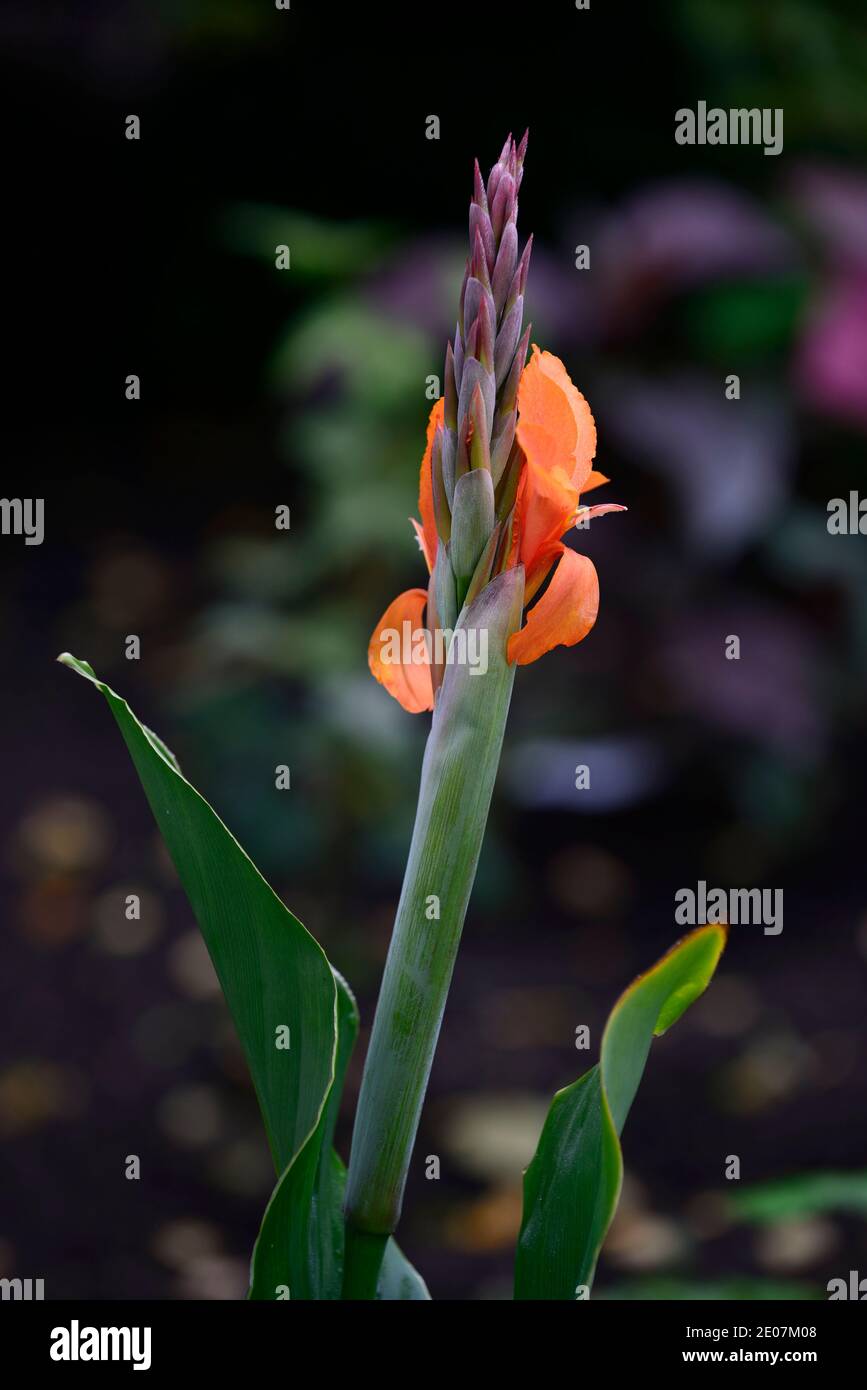 Canna indiana, Canna, Canna Lilien, Orange, Blume, Blumen, Blüte, grüne Blätter, grünes Laub, RM Floral Stockfoto