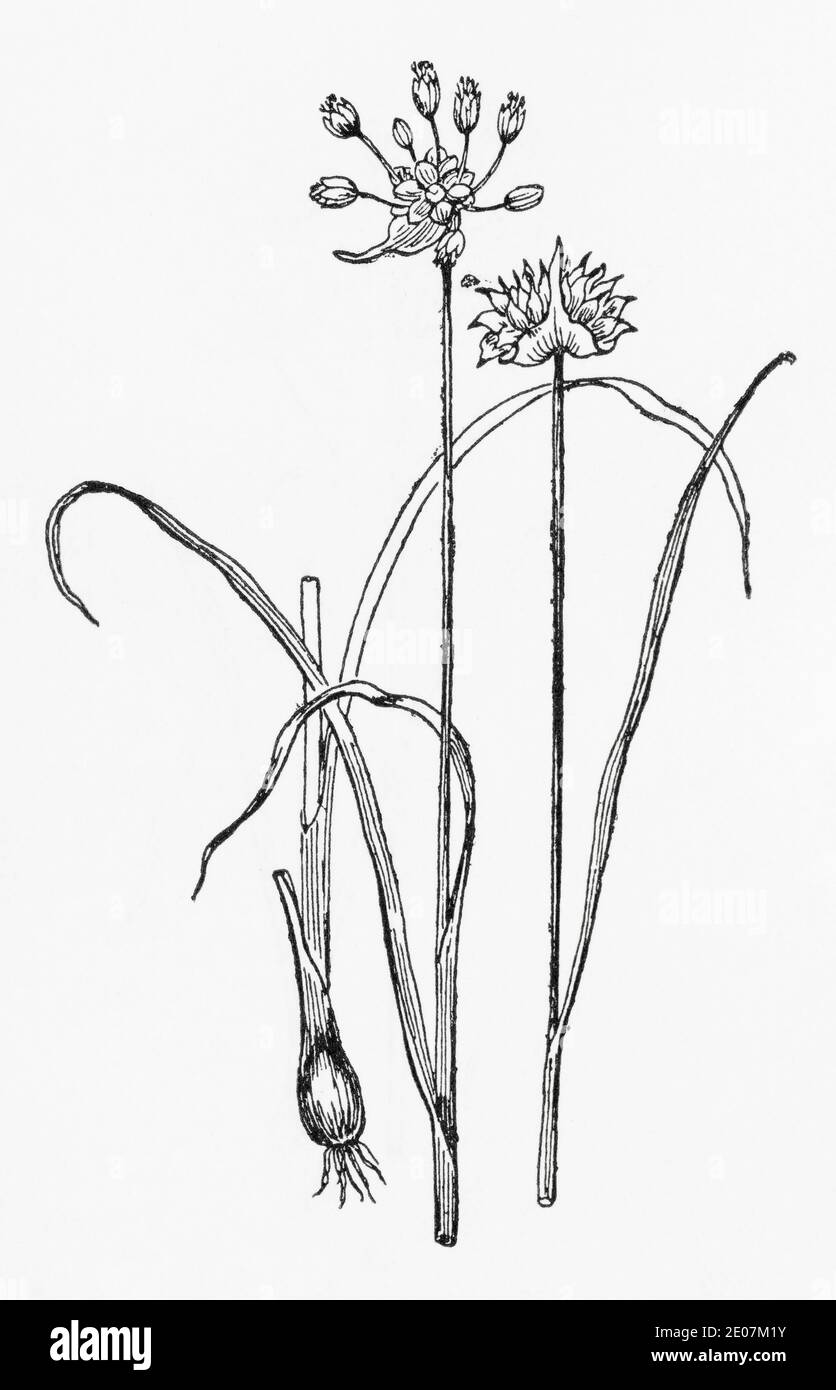 Alte botanische Illustration Gravur von Crow Knoblauch / Allium vineale. Traditionelle Heilkräuter Pflanze. Siehe Hinweise Stockfoto