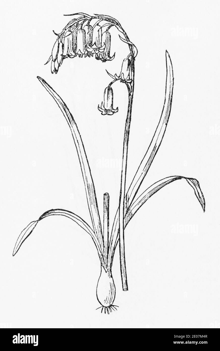 Alte botanische Illustration Gravur von Bluebell, Blue-Bell / Hyacinthoides non-scripta. Traditionelle Heilkräuter Pflanze. Siehe Hinweise Stockfoto