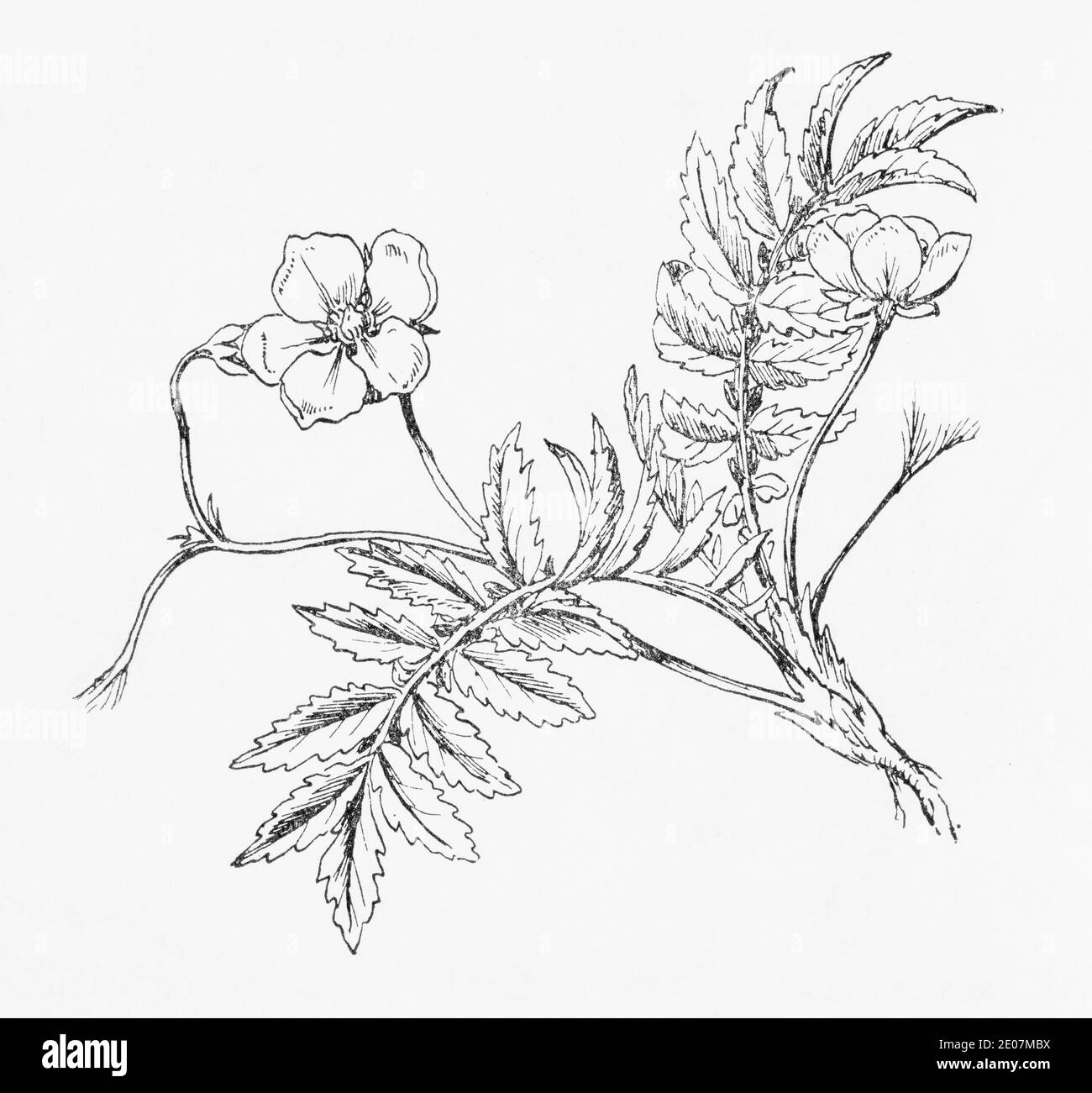 Alte botanische Illustration Gravur von Silberweed / Potentilla anserina. Traditionelle Heilkräuter Pflanze. Siehe Hinweise Stockfoto