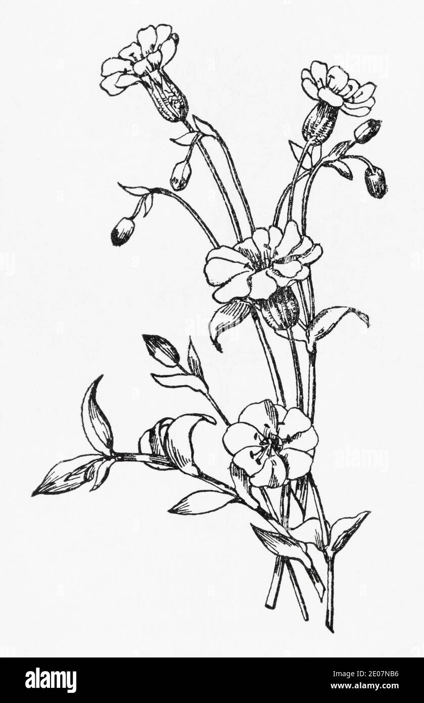 Alte botanische Illustration Gravur von Sea Campion / Silene uniflora, Silene maritima. Siehe Hinweise Stockfoto