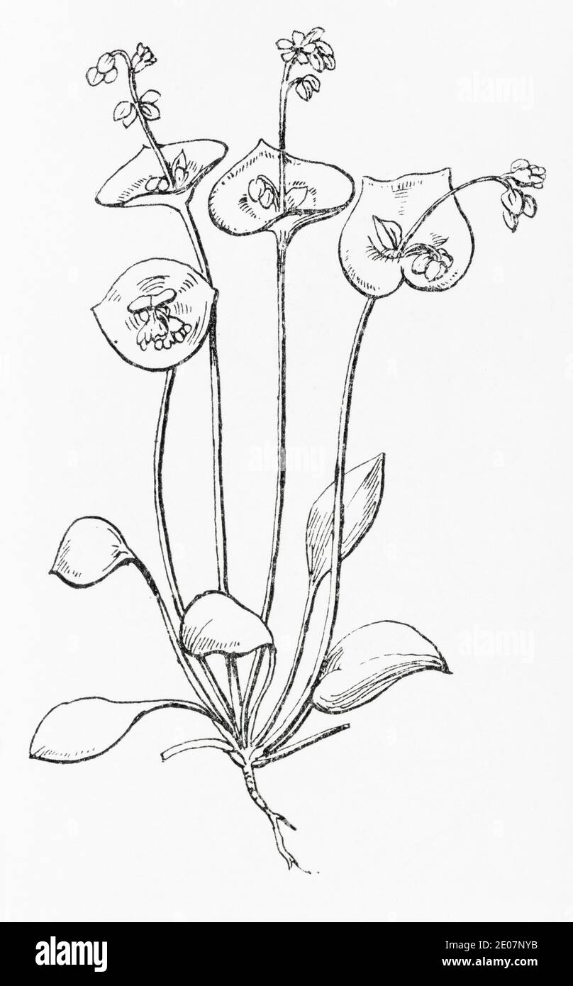Alte botanische Illustration Gravur von Bergarbeiters Salat, Spring Beauty / Claytonia perfoliata, Montia perfoliata. Traditionelle Heilkräuter Pflanze. Stockfoto