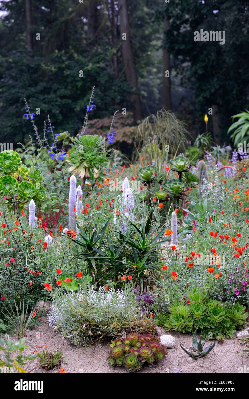 Sandbett, xeriscaping, xeriscape, aeonium, Aloe, Cleistocactus strausii, Eschschscholzia californica, kalifornischer Mohn, Kaktus, Catci, Sukkulenten, Sukkulenten, Orange Stockfoto