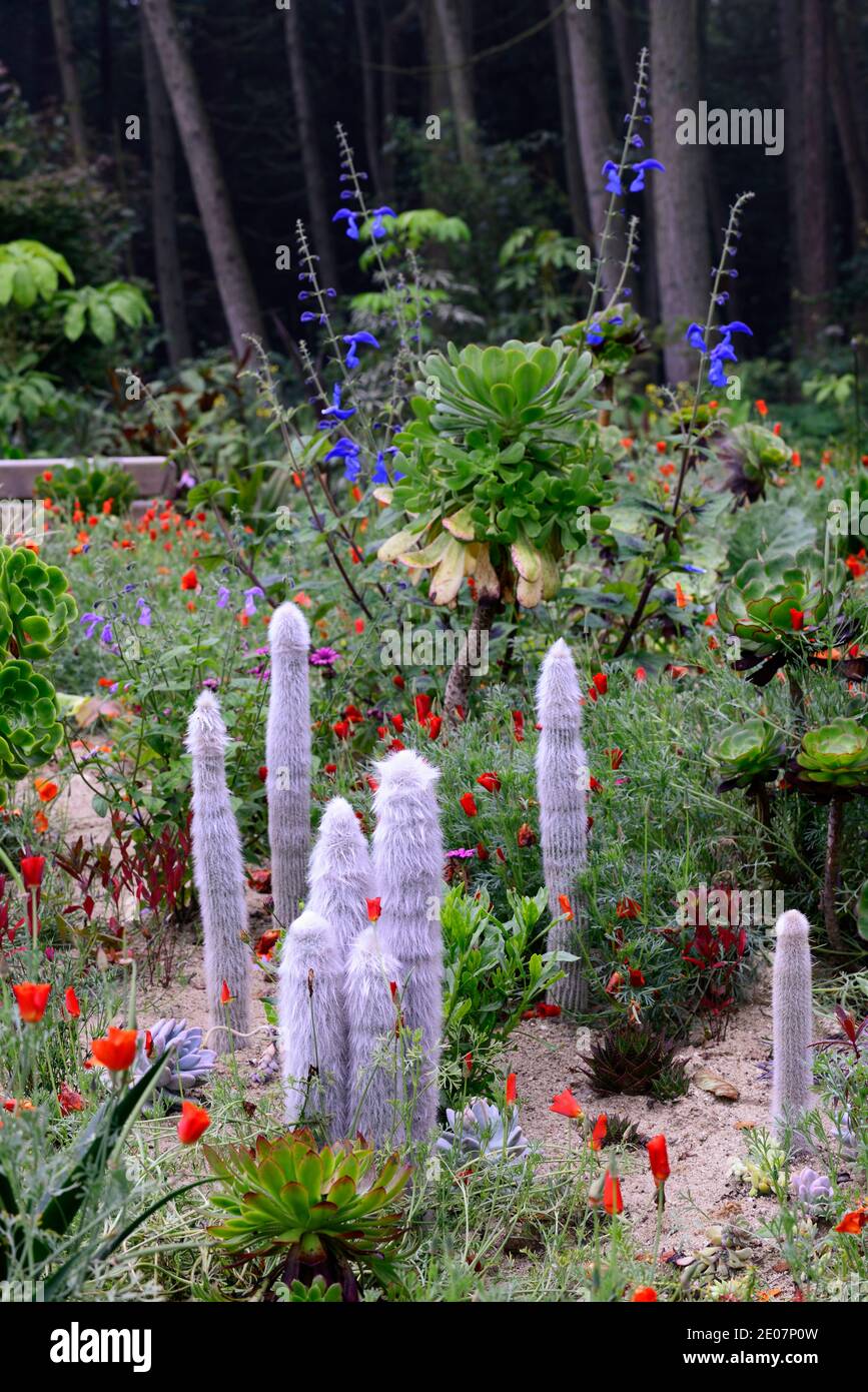 Sandbett, xeriscaping, xeriscape, aeonium, Aloe, Cleistocactus strausii, Eschschscholzia californica, kalifornischer Mohn, Kaktus, Catci, Sukkulenten, Sukkulenten, Orange Stockfoto