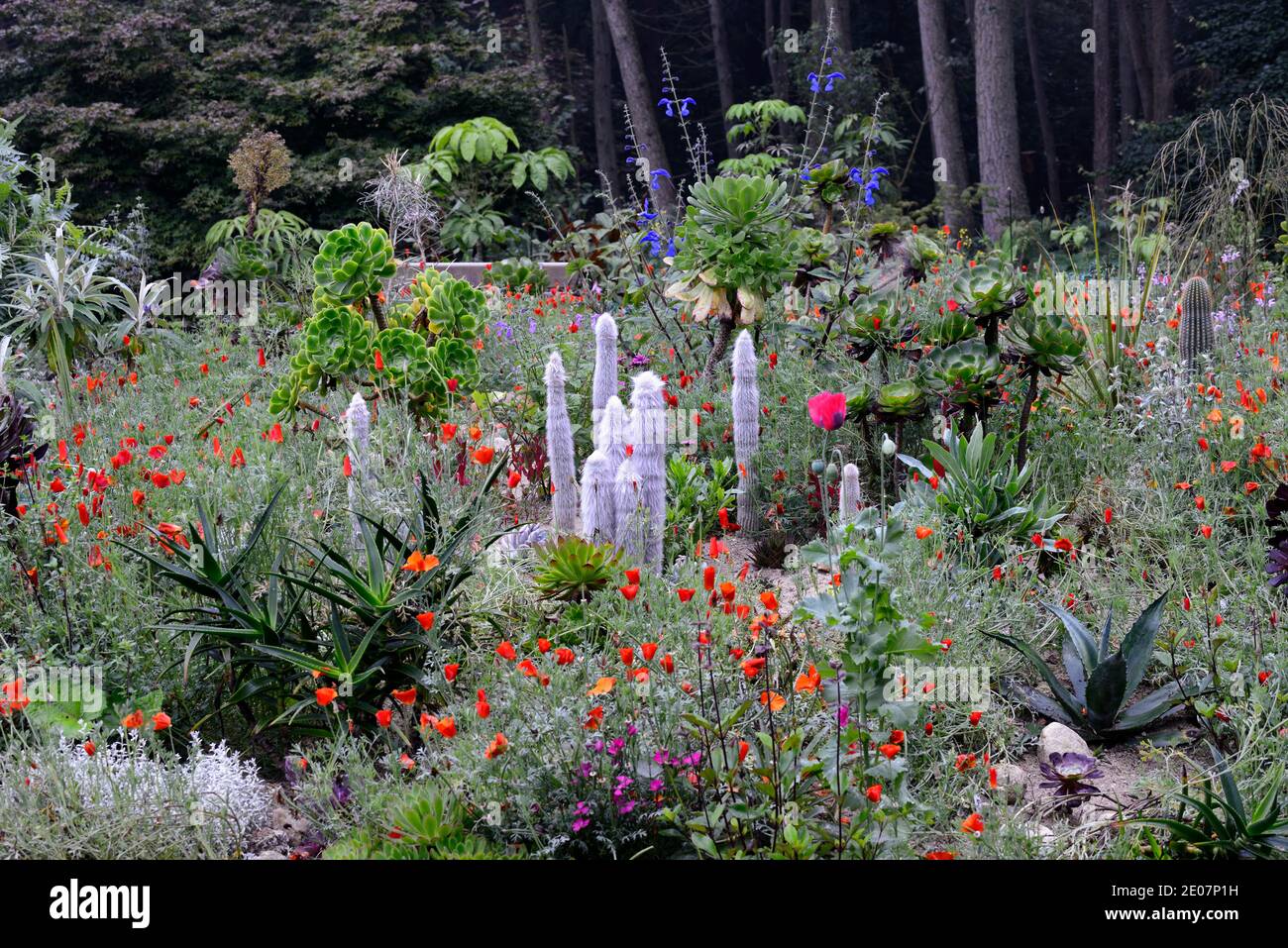 Sandbett, xeriscaping, xeriscape, aeonium, Aloe, Cleistocactus strausii, Eschschscholzia californica, kalifornischer Mohn, Kaktus, Catci, Sukkulenten, Sukkulenten, Orange Stockfoto
