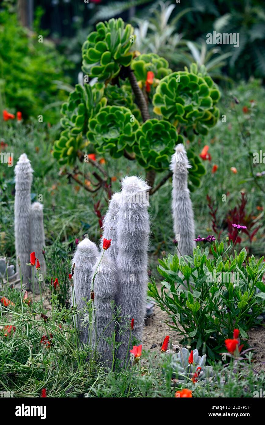Sandbett, xeriscaping, xeriscape, aeonium, Aloe, Cleistocactus strausii, Eschschscholzia californica, kalifornischer Mohn, Kaktus, Catci, Sukkulenten, Sukkulenten, Orange Stockfoto