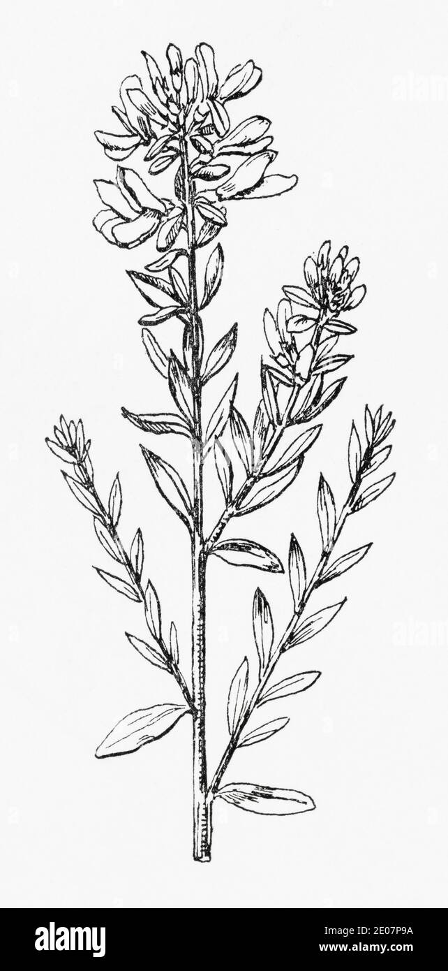 Alte botanische Illustration Gravur von Dyers Greenweed, Dyers Broom / Genista tinctoria. Traditionelle Heilkräuter Pflanze. Siehe Hinweise Stockfoto