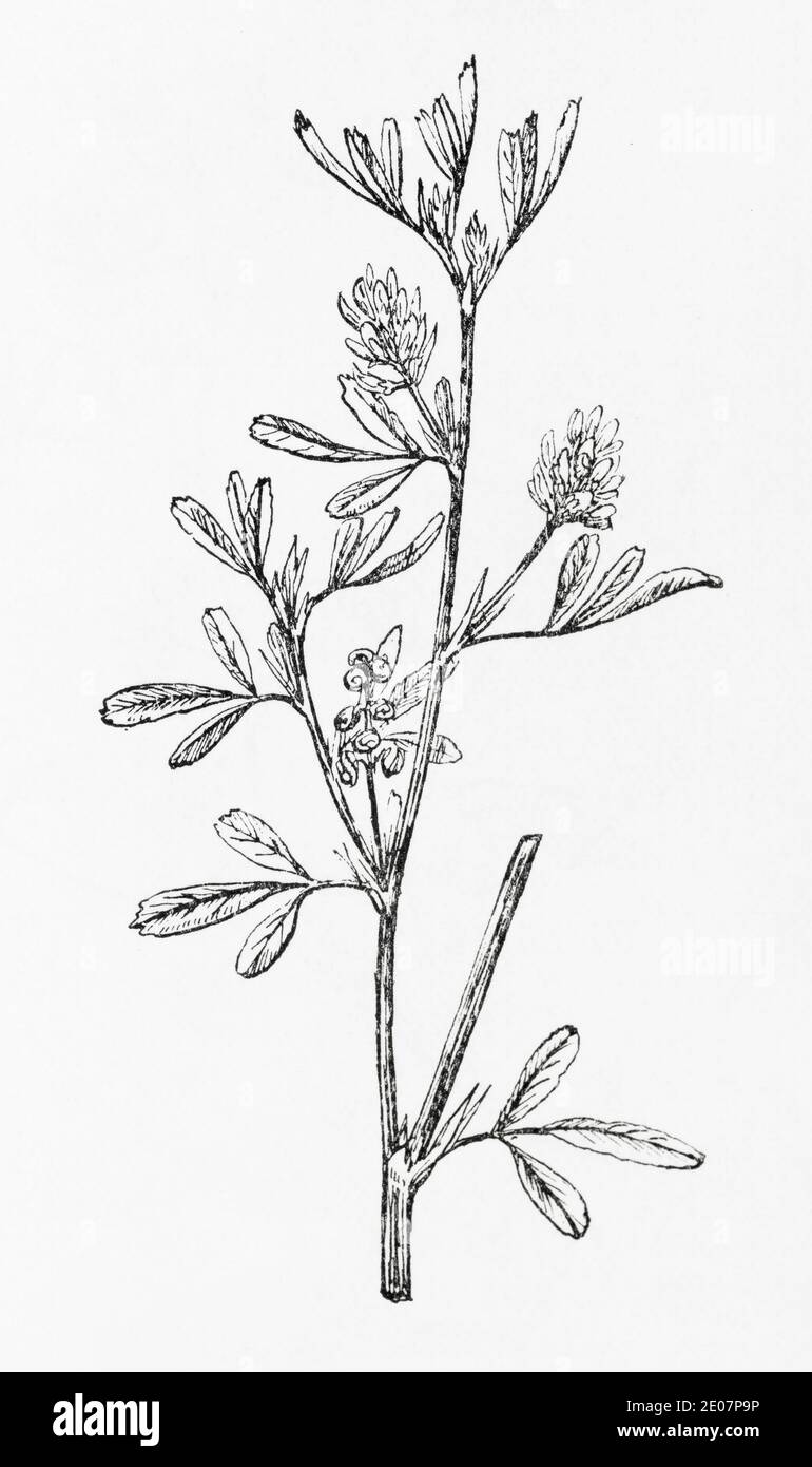 Alte botanische Illustration Gravur von Luzern, Alfalfa, Purple Medick / Medicago sativa. Traditionelle Heilkräuter Pflanze. Siehe Hinweise Stockfoto