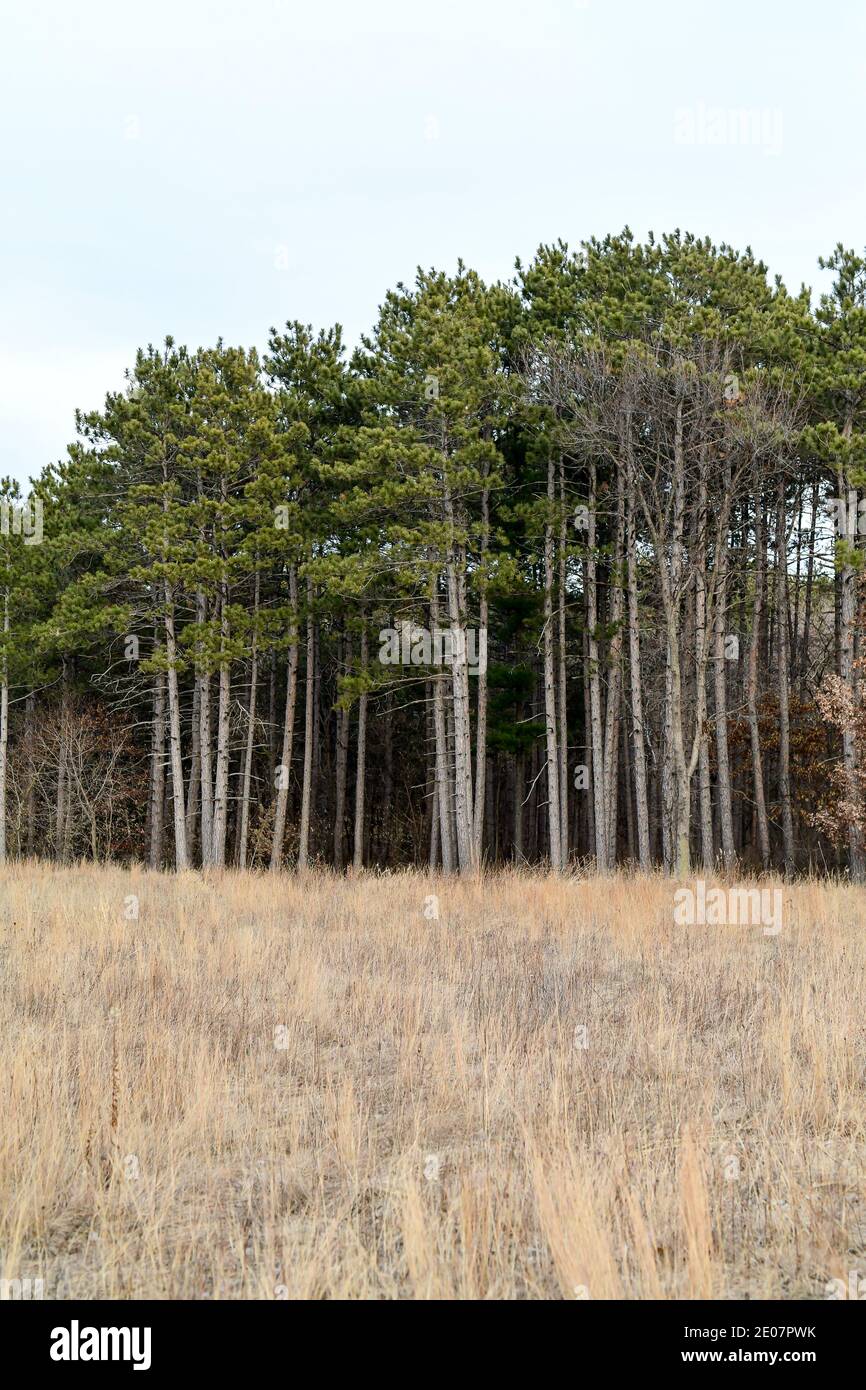 Hohe Pinien entlang der offenen Feld von Minnesota gruppiert Im Winter Stockfoto