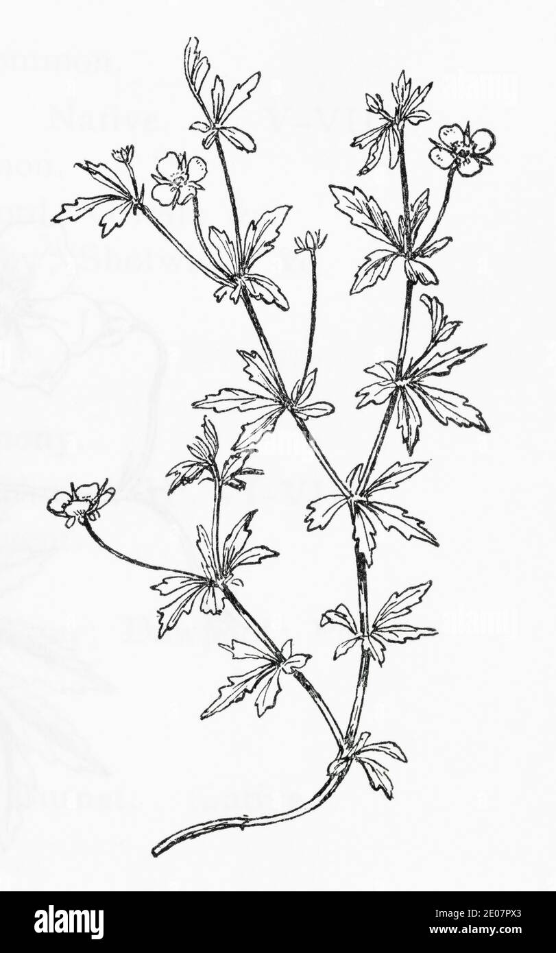 Alte botanische Illustration Gravur von Tormentil / Potentilla erecta, Potentilla tormentilla. Traditionelle Heilkräuter Pflanze. Siehe Hinweise Stockfoto