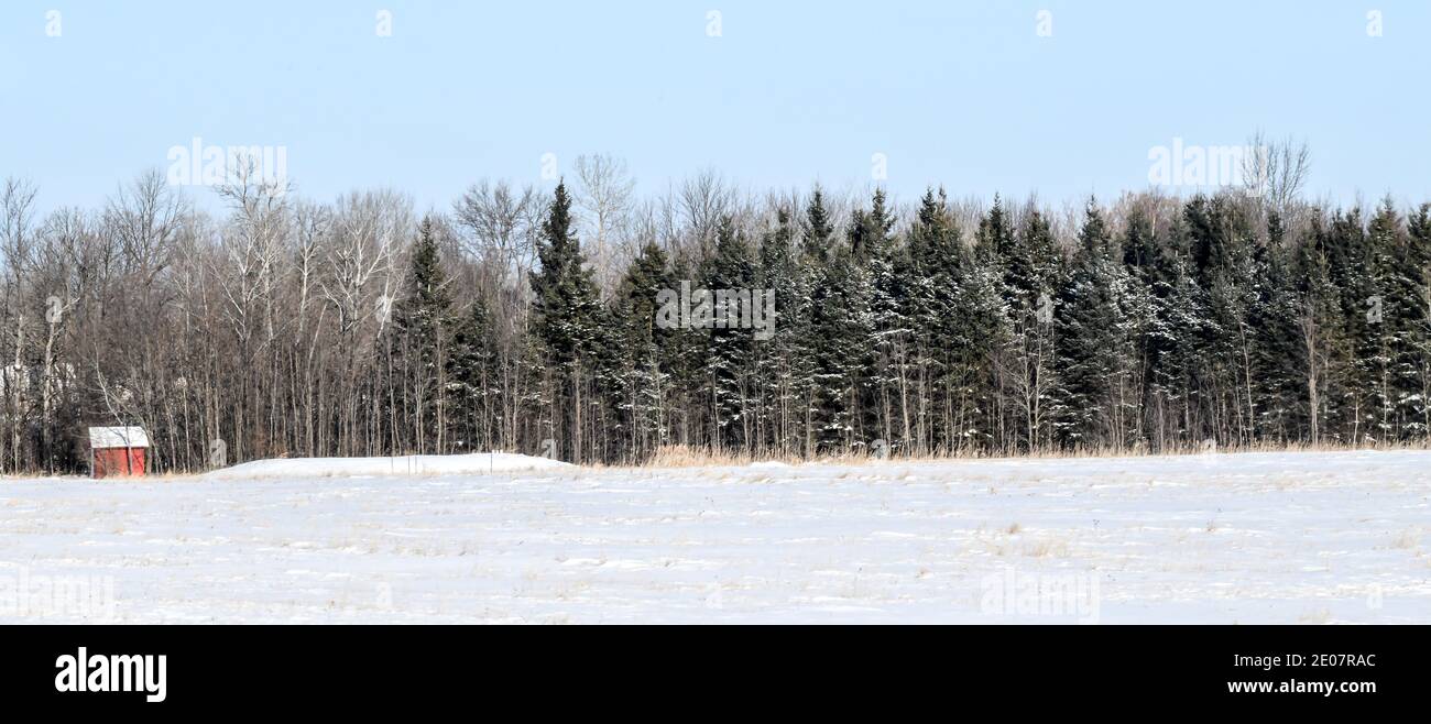 Bäume entlang der Kante des Waldfeldes mit gesäumt Schnee im Winter unter blauem Himmel Stockfoto