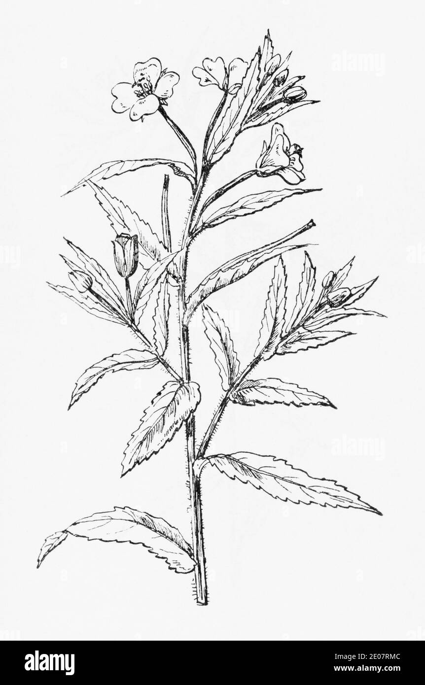 Alte botanische Illustration Gravur von Codlins und Creme, Hairy Willow Herb / Epilobium hirsutum. Traditionelle Heilkräuter Pflanze. Siehe Hinweise Stockfoto