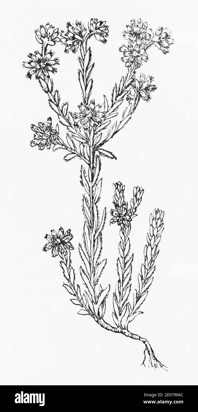 Alte botanische Illustration Gravur von Cudweed / Filago germanica, Filago vulgaris. Siehe Hinweise Stockfoto