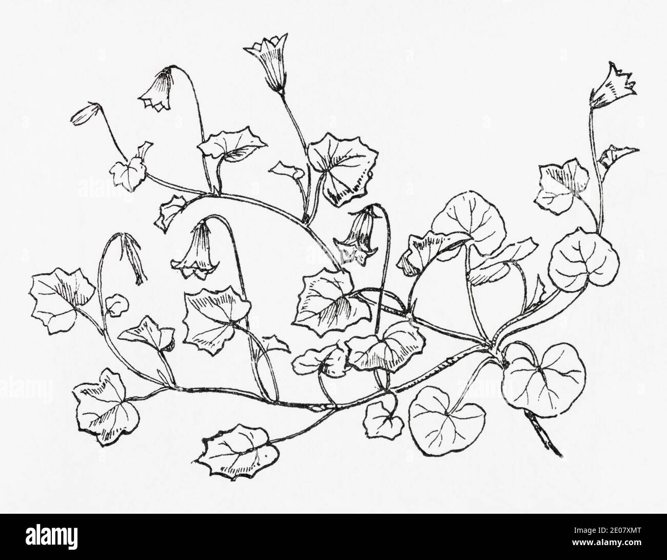 Alte botanische Illustration Gravur von Ivy-leaved Bellflower / Wahlenbergia hederacea. Siehe Hinweise Stockfoto