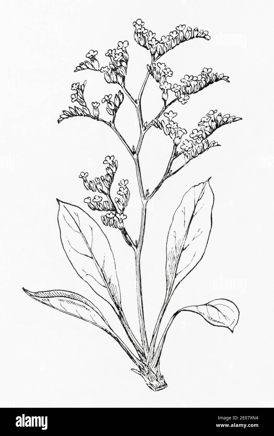 Alte botanische Illustration Gravur von Lax-blühenden Meereslavender / Limonium humile, Statice rariflora. Siehe Hinweise Stockfoto
