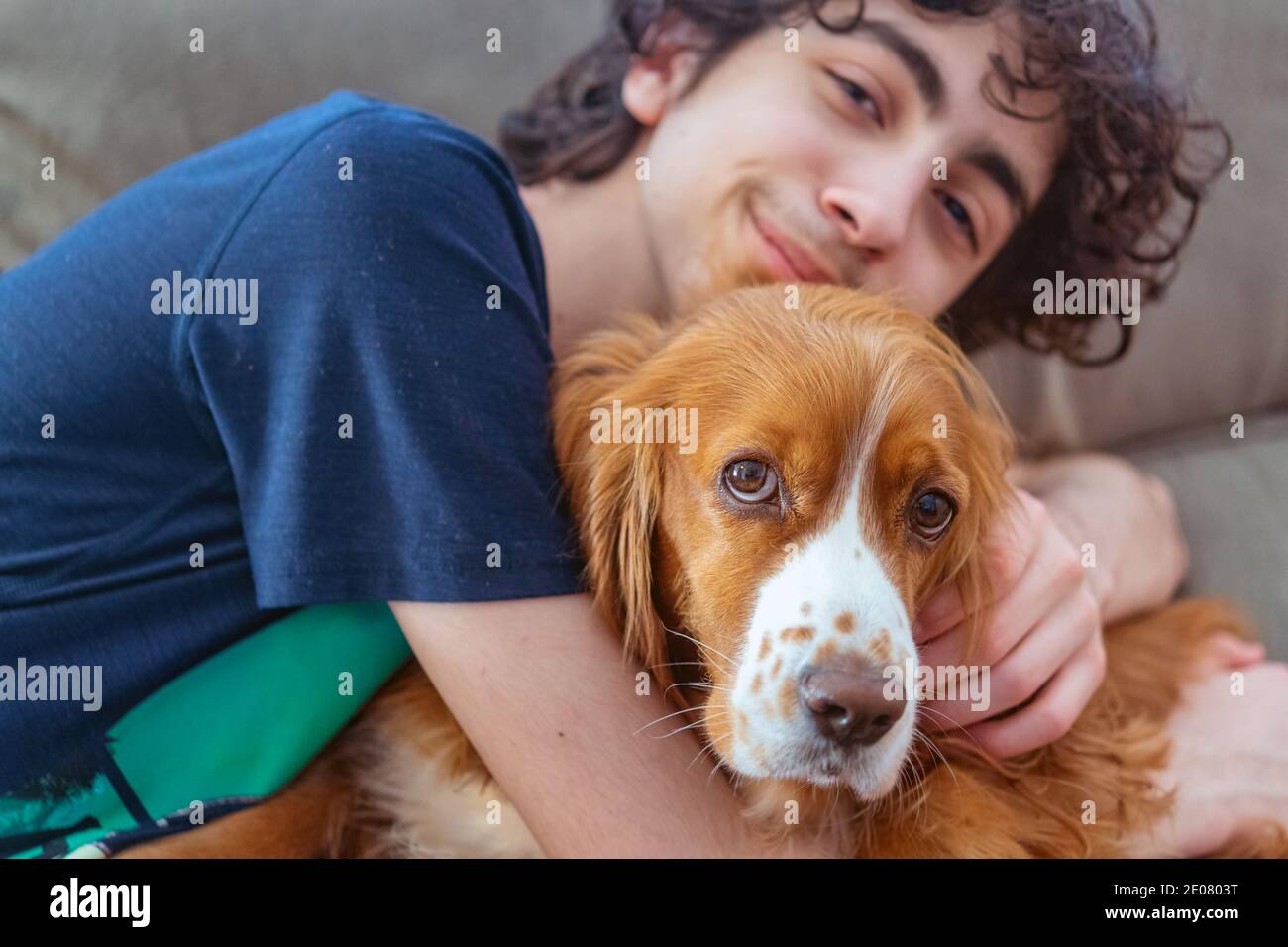 Niedlicher Cocker Spaniel Hund in einem Sofa Stockfoto