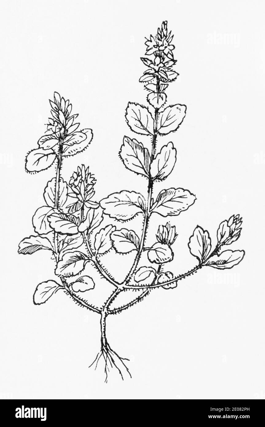 Alte botanische Illustration Gravur von Wall Speedwell / Veronica arvensis. Traditionelle Heilkräuter Pflanze. Siehe Hinweise Stockfoto