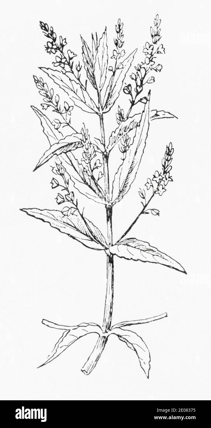 Alte botanische Illustration Gravur von Wasser Speedwell / Veronica anagallis-aquatica. Traditionelle Heilkräuter Pflanze. Siehe Hinweise Stockfoto