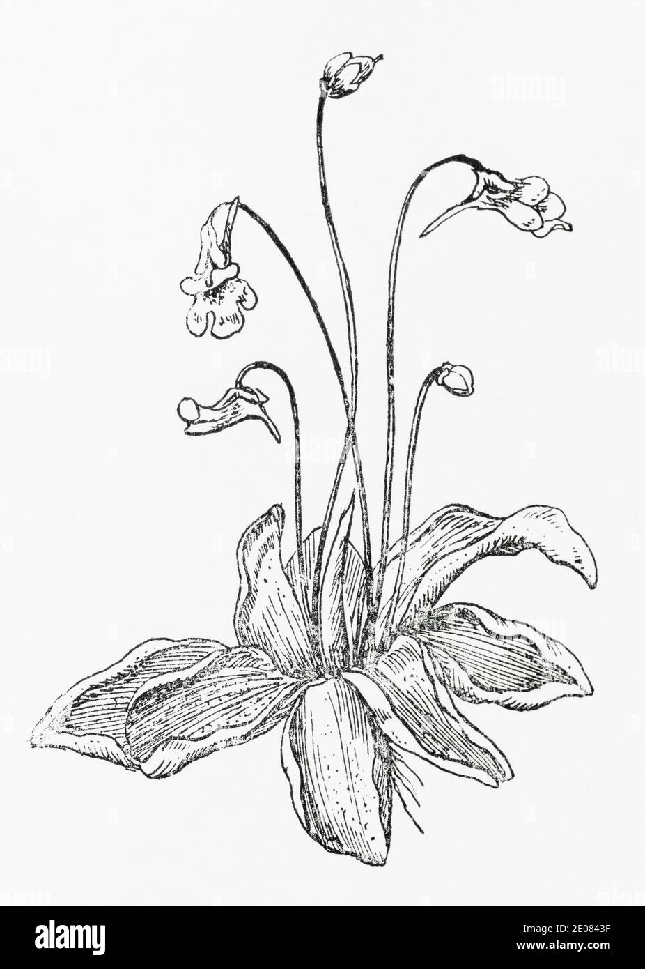 Alte botanische Illustration Gravur von Gemeine Butterkraut / Pinguicula vulgaris. Traditionelle Heilkräuter Pflanze. Siehe Hinweise Stockfoto