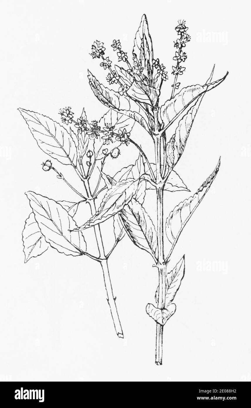 Alte botanische Illustration Gravur von Perennial Dogs Mercury / Mercurialis perennis. Traditionelle Heilkräuter Pflanze. Siehe Hinweise Stockfoto