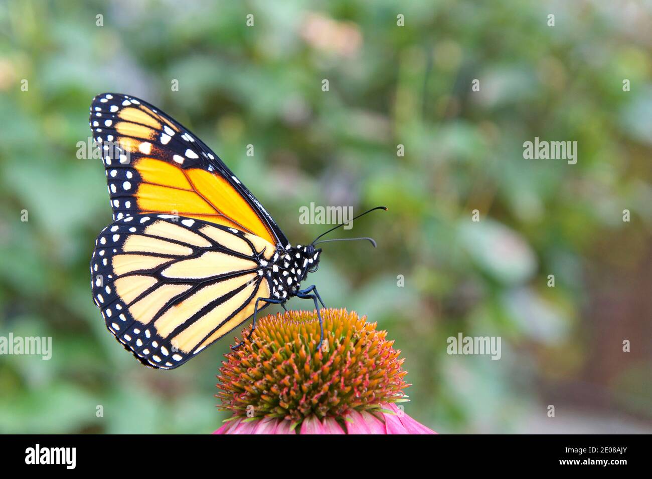 Nahaufnahme der Profilansicht eines weiblichen Monarchschmetterlings auf einer lila Konelblume, grüne Pflanzen OOF im Hintergrund. Stockfoto