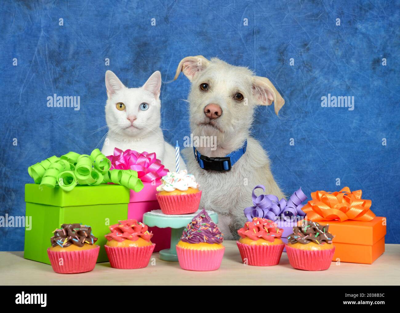 Weißes Kätzchen mit Heterochromie, ungeraden Augen, neben einem cremefarbenen Terrier-Welpenhund sitzend, der ein blaues Halsband vor einem hellen Holztisch mit b trägt Stockfoto